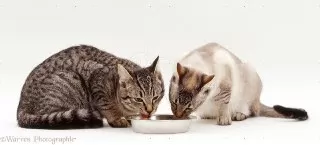 گربه-غذا-گربه-غذا-نخوردن-گربه