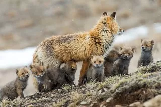 روباه به همراه بچه هایش روباه بچه روباه توله روباه 