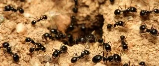 حقایقی-درباره-مورچه