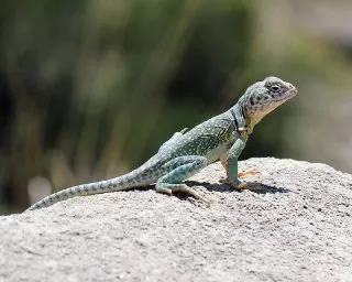 lizard-on-a-rock