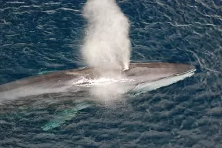 تنفس نهنگ سوراخ تنفسی نهنگ دلفین آب نهنگ نفس کشیدن نهنگ