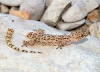 lizard-tail-loss