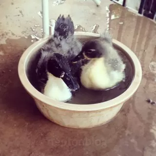 حمام-کردن-اردک