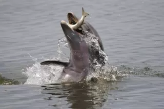 غذای دلفین چیست دلفین ها چه می خورند غذای دلفین دلفین ماهی زیر آب نهنگ قاتل چه می خورد غذای نهنگ قاتل چیست