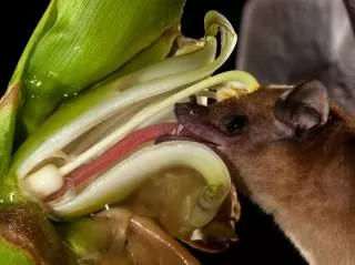 خفاش شهد خوار خفاش میوه خوار خفاش خفاش زیبا