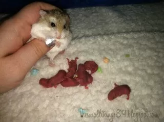 چرا همستر بچه هایش را می خورد بچه همستر کودک همستر همستر