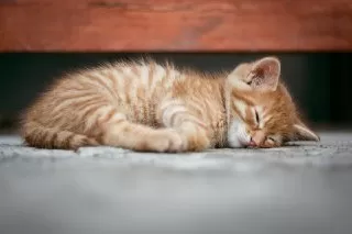 گربه در خواب تعبیر خواب گربه گربه در خواب تعبیر بچه گربه گربه وحشیتعبیر خواب گربه 
