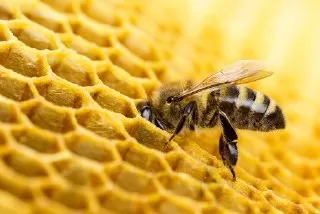 زنبور-عسل