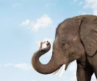 چرا فیل از موش میترسد