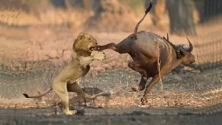 شیر ها چگونه شکار میکنند شکار شیر شکار گراز توسط شیر شکار بوفالو 