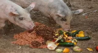 غذای-خوک خوک ها چه میخورند