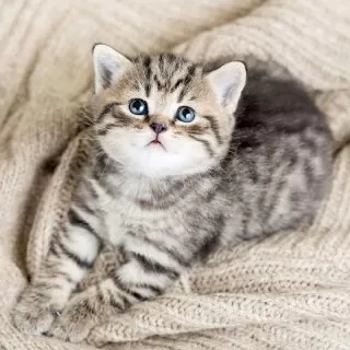 بچه-گربه-سن-گربه-طول-عمر-گربه-خاکستری-گربه-چشم-آبی